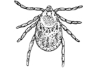 blodmidd