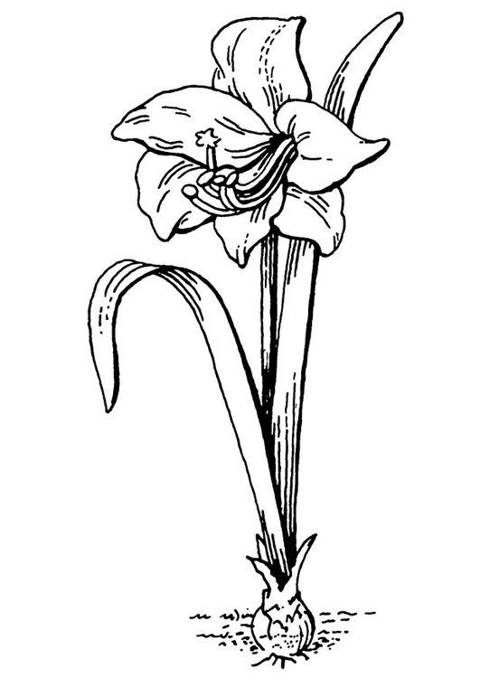 Bilde å fargelegge blomst - amaryllis