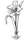 blomst - amaryllis