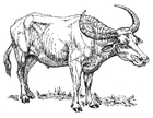 Fargeleggingsbilde buffalo