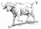 Fargeleggingsbilde buffalo