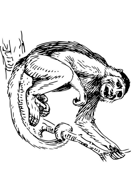 Capuchin apekatt
