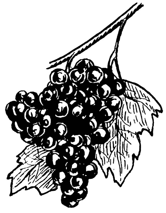 Bilde å fargelegge druer