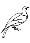 Bilde å fargelegge due