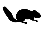 ekorn