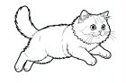 en perserkatt som hopper
