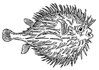 fisk - gullfisk