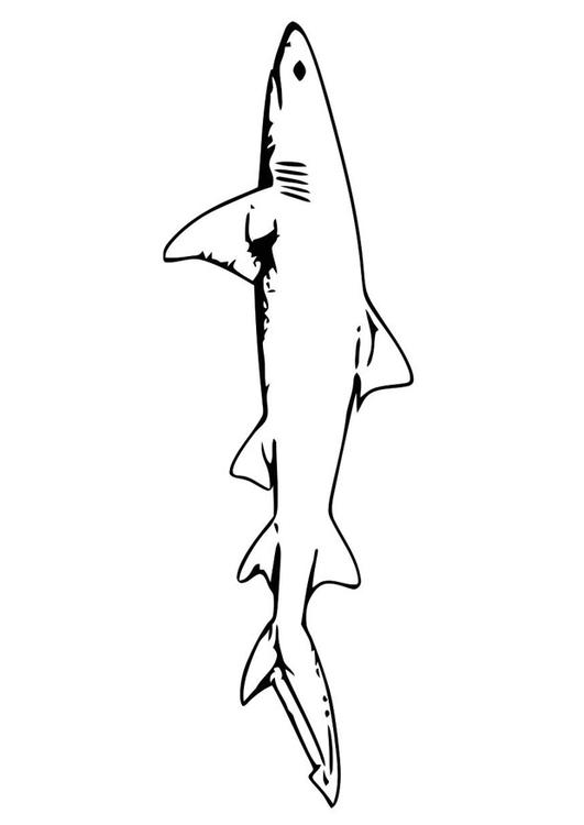 fisk - hai