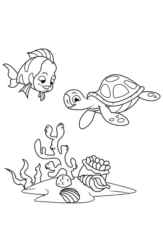 fisk og vannskildpadde