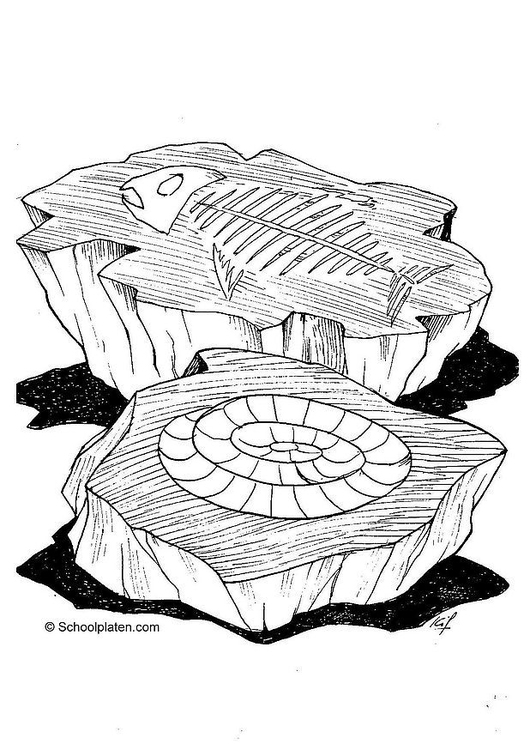 Bilde å fargelegge fossil