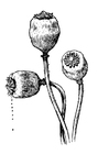 frøkapsel