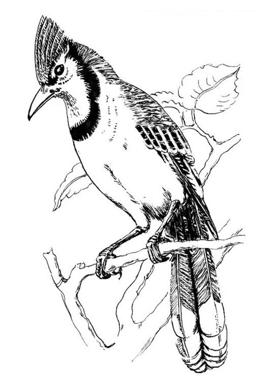 fugl - Blue Jay