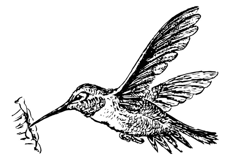 Bilde å fargelegge fugl - kolibri