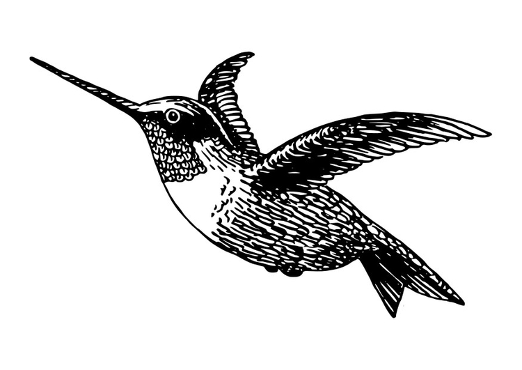 Bilde å fargelegge fugl - kolibri
