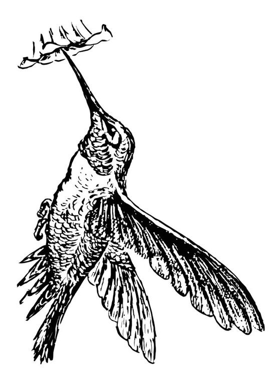 fugl - kolibri