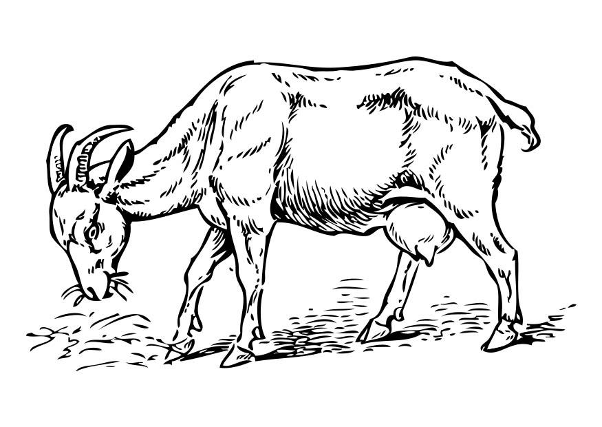 Line Drawing Goat : Bilde å fargelegge geit bil