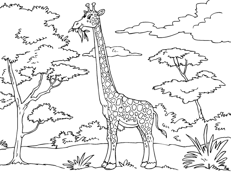 Bilde å fargelegge giraff