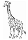 Bilde å fargelegge giraff