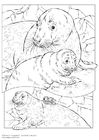 gråsel