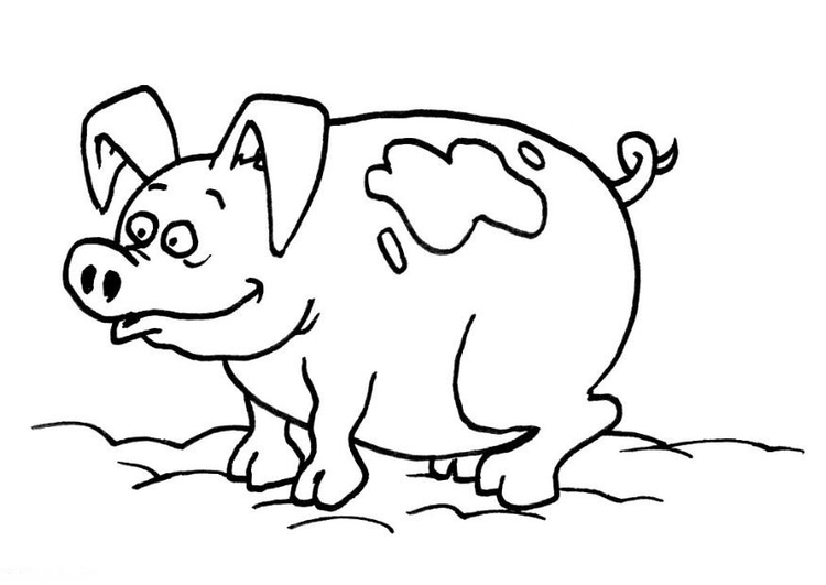 Bilde å fargelegge gris