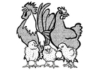 hane, høne og kyllinger
