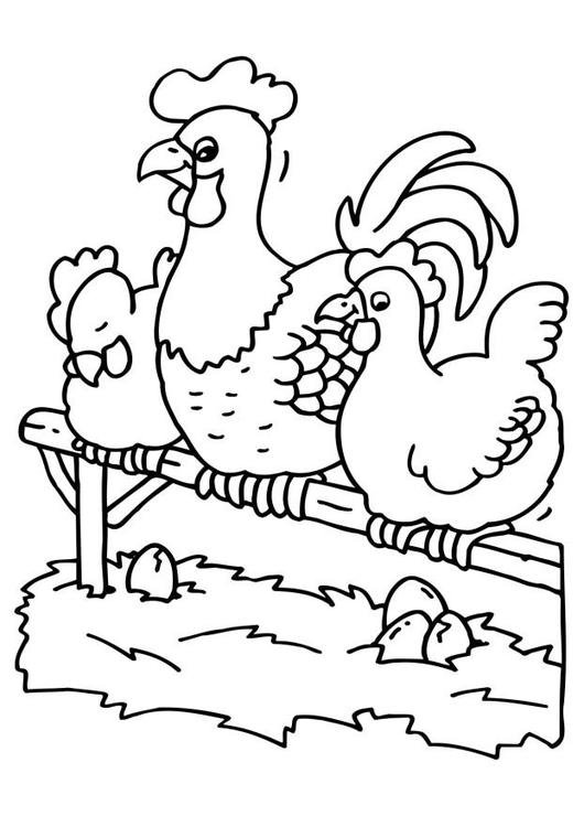 hane og kyllinger