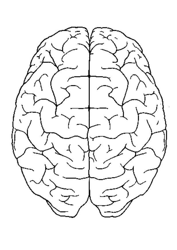 Bilde å fargelegge hjernen, ovenifra