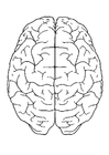 Bilde å fargelegge hjernen, ovenifra