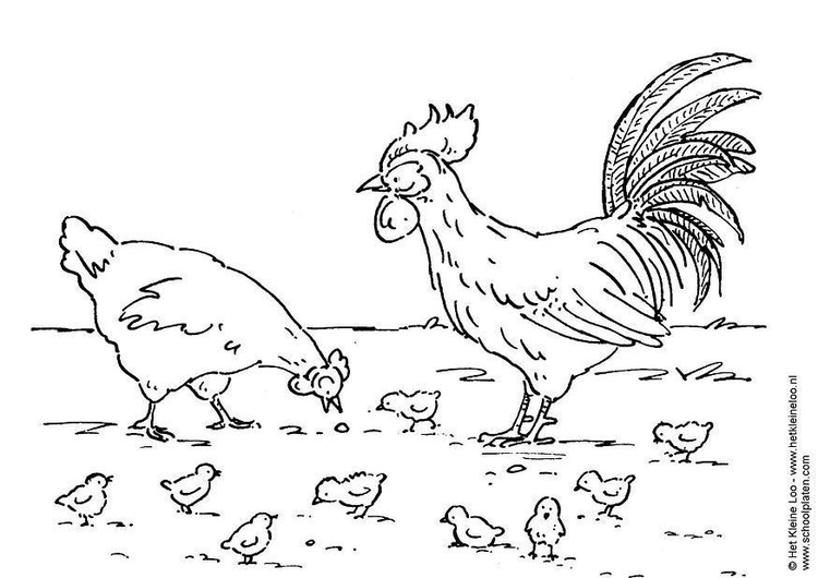 Bilde å fargelegge hÃ¸ne, hane og kyllinger