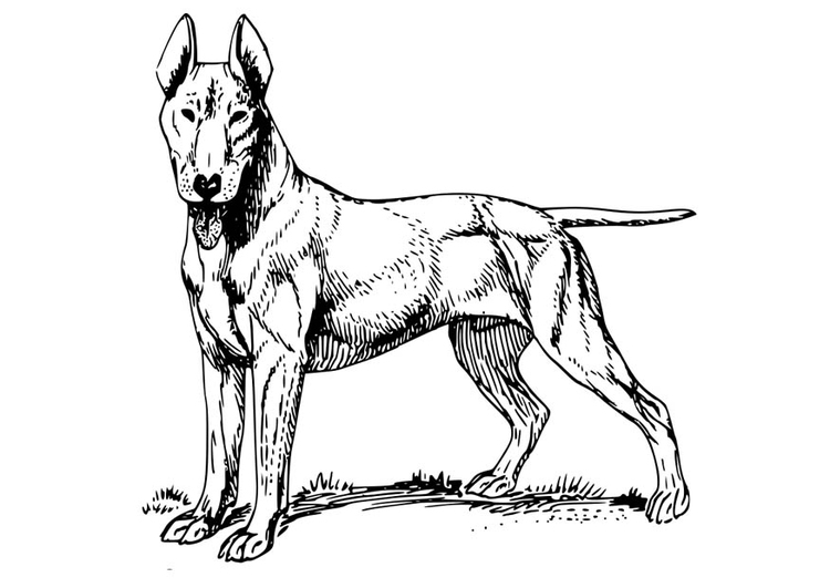 Bilde å fargelegge hund - Bull Terrier