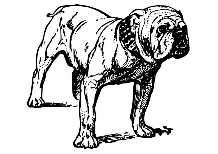 Bilde å fargelegge hund - bulldog