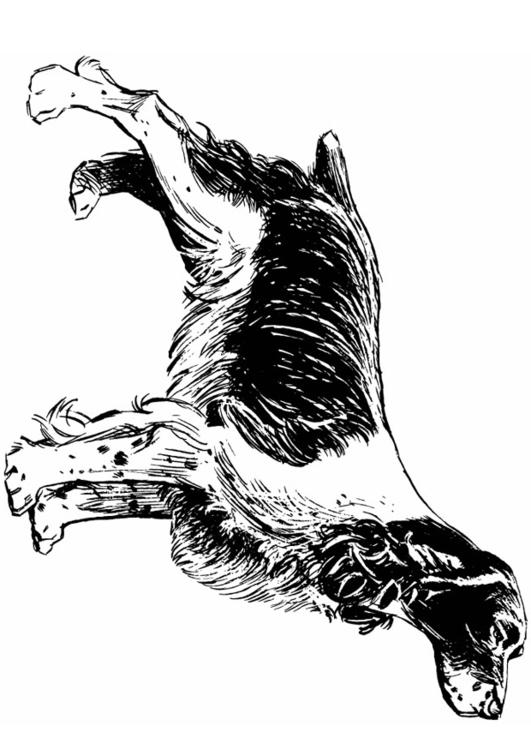 hund - cocker spaniel