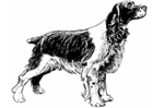 hund - cocker spaniel