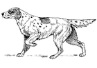 hund - setter