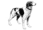 hund - spaniel