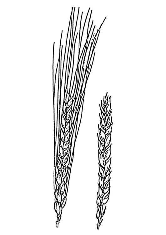 Bilde å fargelegge hvete