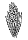 hyasint