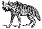 Bilde å fargelegge hyene