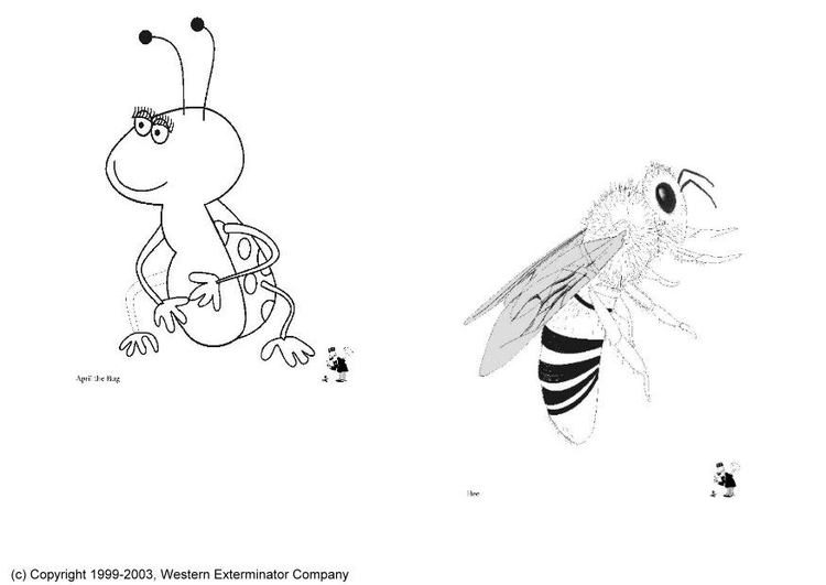 Bilde å fargelegge insekter