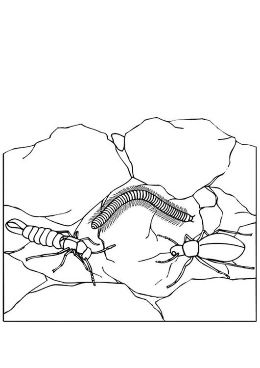 insekter