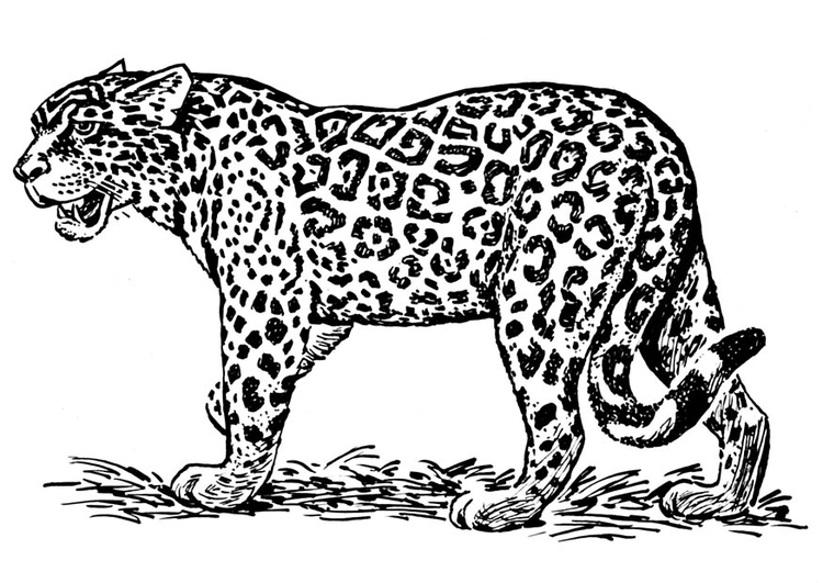 Bilde å fargelegge jaguar