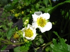 Foto jordbærblomst