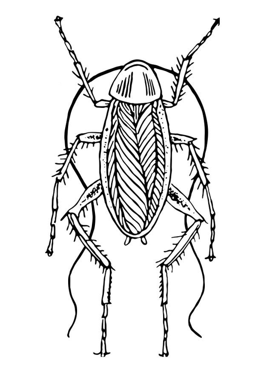 Bilde å fargelegge kakkerlakk