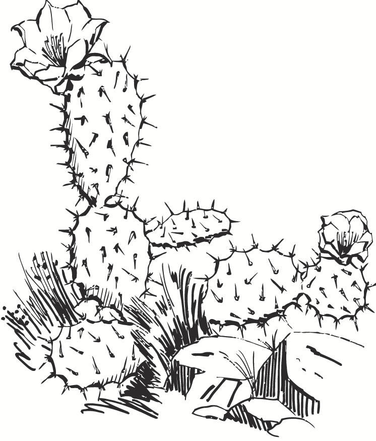Bilde å fargelegge kaktus