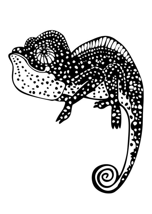 kameleon