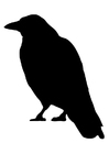 kråke