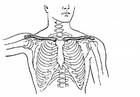 Bilder � fargelegge kravebein og ribbein