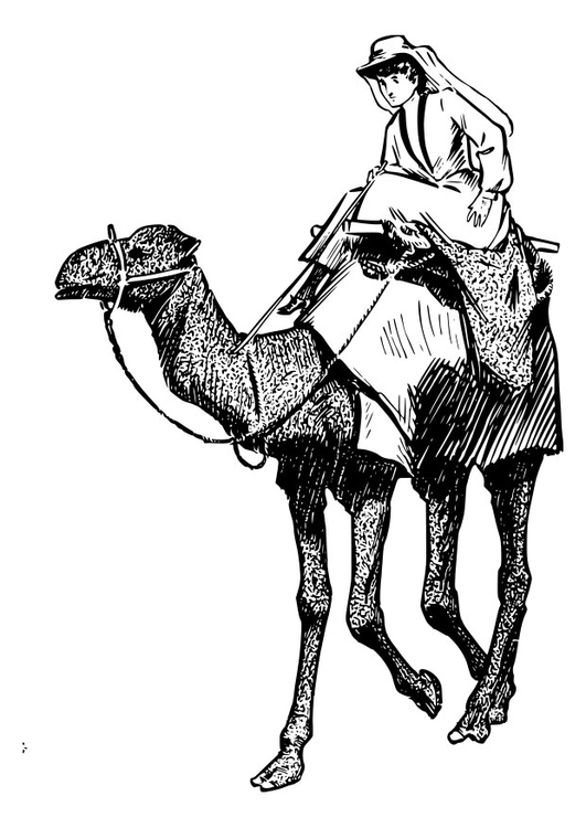 Bilde å fargelegge kvinne pÃ¥ kamel