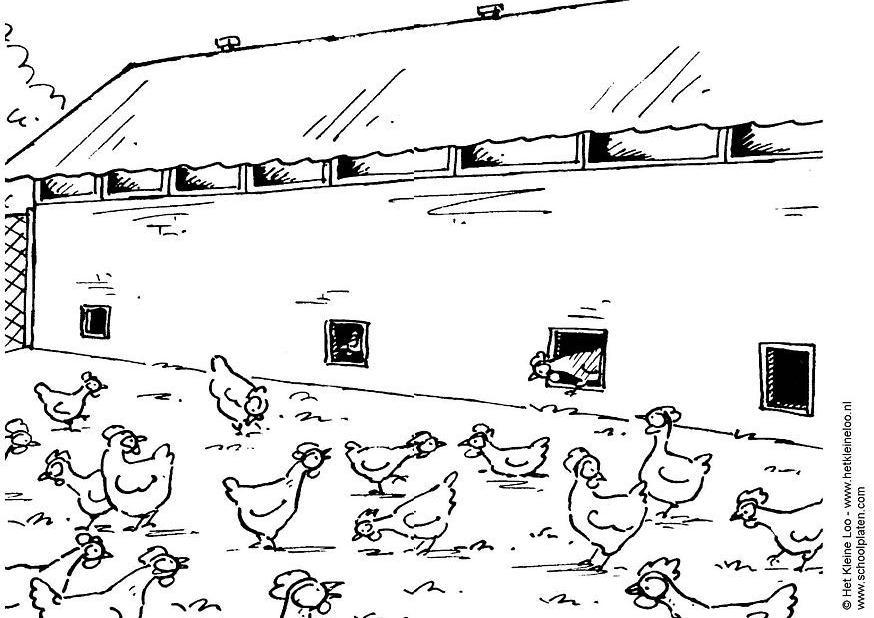 Bilde å fargelegge kyllingfarm