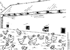 kyllingfarm